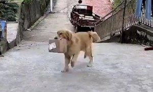 主人不在家，快递包裹却显示狗签收了？人们看监控视频笑到肚子疼