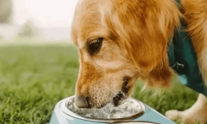 小狗不吃东西只喝水没精神怎么办呢