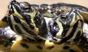 巴西龟长有双头六脚，养龟四十多年第一次见，对待它如宝贝似的