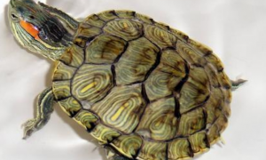 如何使巴西龟适应环境