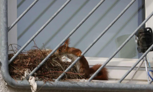 网友偶然发现有松鼠在窗外筑巢，之后看到它们一家窝在窗台上打盹