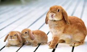 法国垂耳兔一般多少钱
