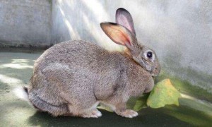 标准金吉拉兔寿命有多长