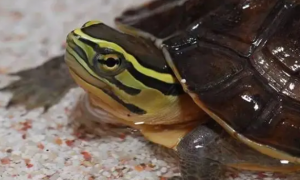安布闭壳龟饲养环境