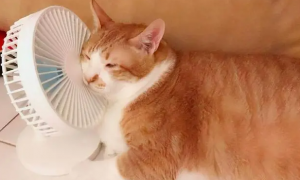 猫咪夏天怕热吗