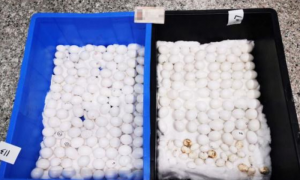 拱北海关查获220枚鹦鹉蛋，涉濒危物种