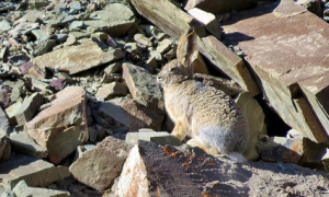 高原鼠兔多久可以生兔子