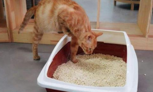 10斤猫砂有多少