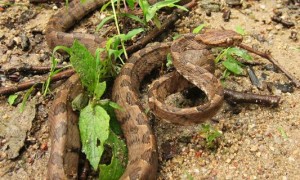 绞花林蛇是国家几级保护动物