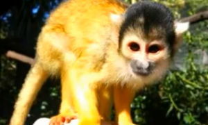 马河松鼠猴是保护动物吗