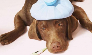 狗狗的肠胃炎死亡率高吗?