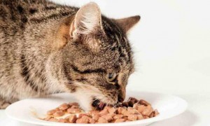 1.8kg猫粮吃多久