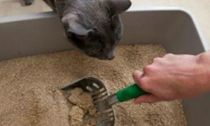 猫砂成分是什么