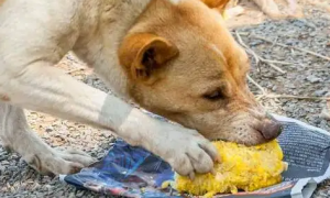 狗狗能吃玉米吗