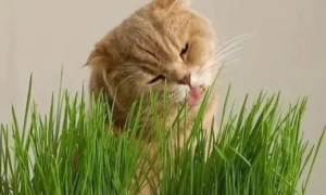 猫草一次喂多少