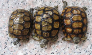 伯格海角陆龟雌雄如何辨别