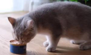 猫咪几天吃一个罐头