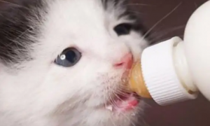 三个月的猫咪还需要喝羊奶粉吗