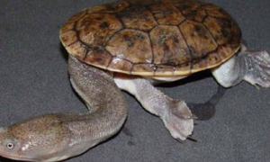 长身蛇颈龟寿命多少年
