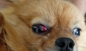 狗狗眼睛发红用什么药水