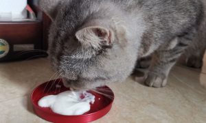 宠物猫能喝人喝的酸奶吗