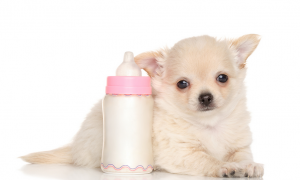 怎么给狗狗做奶瓶