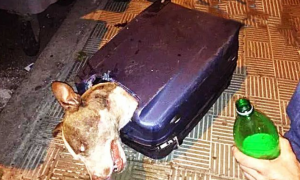 狗狗被人强行封进行李箱，当大爷撬开行李时，瞬间瞪大双眼！