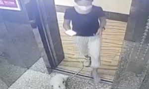 广东一女子带狗坐电梯绳子被卡，电梯启动狗吊在半空，网友：活该