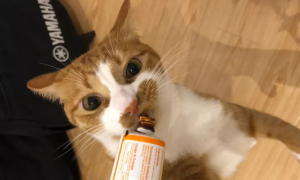 猫咪用什么营养膏