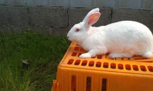 大麦丁兔多久可以生兔子
