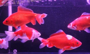 红白草金鱼能繁殖吗