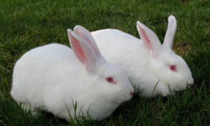 夏天买兔子会不会热死