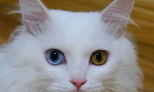 猫的两个眼睛颜色不一样是怎么回事