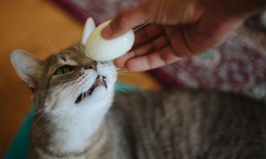 猫可以吃蛋白吗