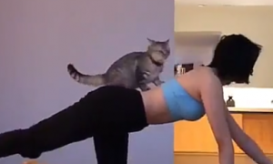 主人练瑜伽猫在一旁这样做，网友：这只猫以后可能会得“颈椎病”