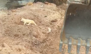 狗狗躺在工地上睡觉，师傅用挖掘机将它叫醒，狗：温柔的可怕呀！