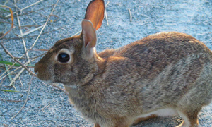 新英格兰棉尾兔多久可以生兔子