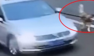 韩国男子开车遛狗，号称可以“提高狗的速度”，获刑一年半！