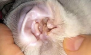 猫咪耳螨正常吗