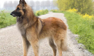 比利时特伏丹犬的外貌特征性格