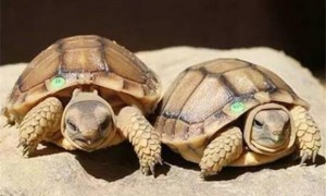 包兰格海角陆龟怎么分雌雄