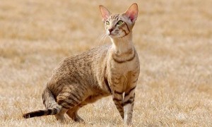 埃及猫为什么要绝育