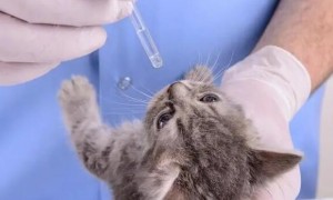 宠物猫受伤可以吃的消炎药