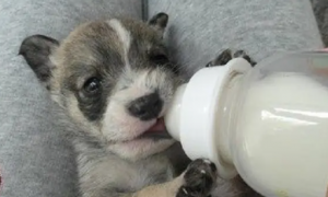 小狗能喝牛奶吗
