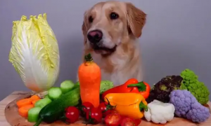什么蔬菜对狗狗最有营养价值
