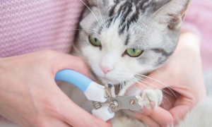 猫咪怎么剪指甲