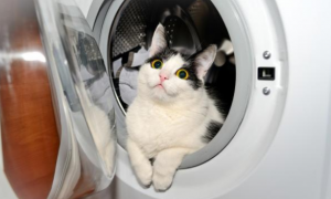 猫咪偷偷钻进洗衣机，主人开机后外出，两小时后才发现！