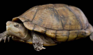 褶皱泥龟寿命多少年