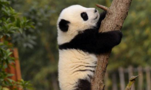 一群熊猫团子在爬树，网友：今年种下一只团子，来年长出一串熊猫