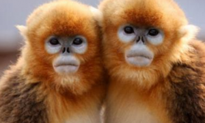 川金丝猴是保护动物吗